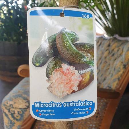 Kawior Limetkowy Microcitrus australasica